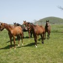 말무리목장 이미지