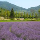 사라실 라벤더 단지 이미지