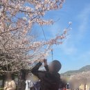 진해남중학교 | 260329 진해군항제 경화역 경화전통시장 주말셔틀버스 탑승후기
