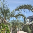 누에베풀빌라앤리조트 이미지