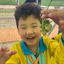 군산꽁보리 이미지