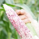 남교농장 이미지