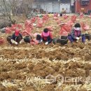 청양울금연구회