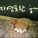 황토 닭집에서 살단 닭이 포란중 이미지