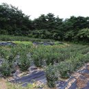 김영농장 이미지