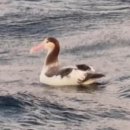 알바트로스골프장 이미지