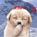 이쁜강아지 이미지