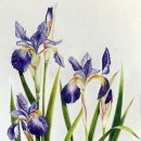 꽃그림 보타니컬 색연필화 이미지