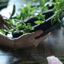 리플라워 이미지