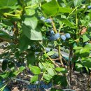 경자네 농장 이미지