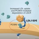 LDL 콜레스테롤 주사 치료 이미지