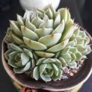 바디스 이미지