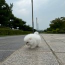 디디에퍼피 이미지