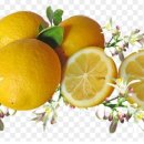 레몬 이미지