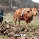 풍년소