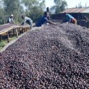 모모농장 이미지