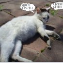 우리집 야옹이 이미지
