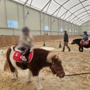 경기도축산진흥센터 | 경기도, 미취학 어린이 ‘무료 말 체험’ 3천 명으로 확대. 31일부터 선착순 모집
