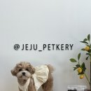 제주개과점 이미지