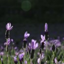 라벤다공인중개사사무소 이미지