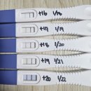 828 | 배란 16~20일차 임테기 진하기 변화｜원포 임테기 828 오류·역전현상 정리 (실제 후기)