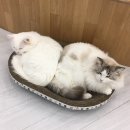 캣플헤븐 AK플라자금정점 이미지