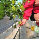 월롱농장 이미지