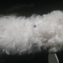 트레벨애견미용 이미지