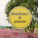 대구우편집중국 | 안동 핑크뮬리 명소, 낙동강 그라스원 (경북 핑크뮬리)