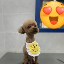 뽀숑그루밍 이미지