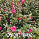 여운목장 | 한국마사회 제주목장 동백꽃｜2026 붉은 말의 해, 제주도 아이와 가볼만한 장소 추천