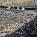 강아지봄 이미지