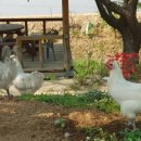 백봉목장 이미지