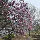 보라빛봄