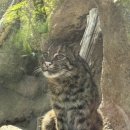 인형왕국 | 고베 동물원 한국과 비교 불가 동물왕국 후기 실내에서 놀기 좋은곳