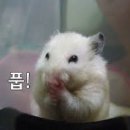 샤브랑고기랑 이미지