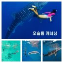 필리핀 세부여행중에서 세부 오슬롭 고래상어 투어 가는 방법 - 세부자유여행일정경비문의/시티나이트밤문화체험/세부풀빌라 이미지