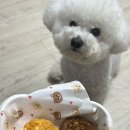댕댕이 머리하는 날 이미지