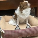 문화애견 이미지