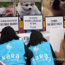 대전애견경매장 이미지