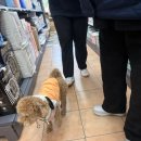 판다펫 애견미용실 이미지