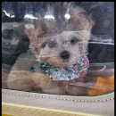 펫365 강아지분양 고양이분양 전주본점 이미지