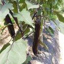 주렴산농장 | 학교 10기 17주 차 팜파티 후기, 팜파티, 금선 감자...재배, 가지 재배, 고추 재배, 주말농장, 텃밭 가꾸기