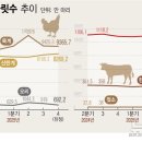 오리와돼지 이미지