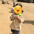 오빌릿