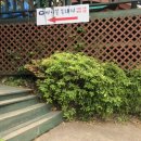 마니꼴똥돼지 이미지