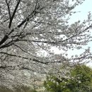 양산호수공원 | [광주 벚꽃] 광주 양산호수공원 벚꽃 실시간 후기(26.3.29)