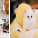 강남고양이분양 나비캣 이미지