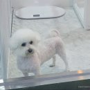 원 반려동물 미용실 이미지