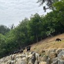 팔미농장 이미지